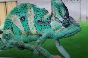 Read more about the article Are Veiled Chameleons Good Pets? Unveiling the Truth