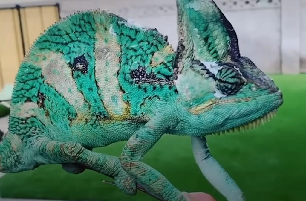 You are currently viewing Are Veiled Chameleons Good Pets? Unveiling the Truth