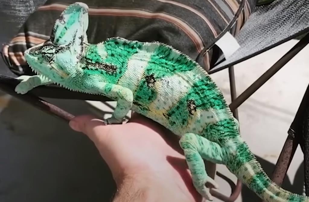 You are currently viewing Are Veiled Chameleons Hard to Keep Alive? Expert Care Tips