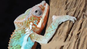 Read more about the article Do Chameleons Act Weird When Shedding? Unveil Mysteries