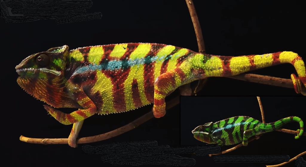 You are currently viewing How Do Chameleons Act When Shedding? Unveil Mysteries!