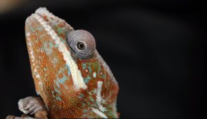 Read more about the article How Do I Keep the Humidity Up in My Chameleon Cage?: Proven Tips
