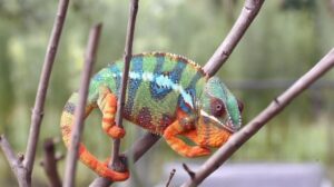 Read more about the article How Do You Bathe a Chameleon? Easy Reptile Care Tips
