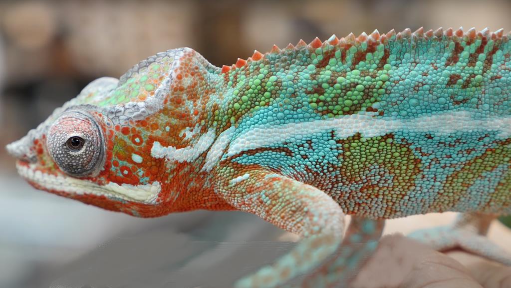 You are currently viewing How Do You Give a Chameleon Fluids? Essential Care Tips