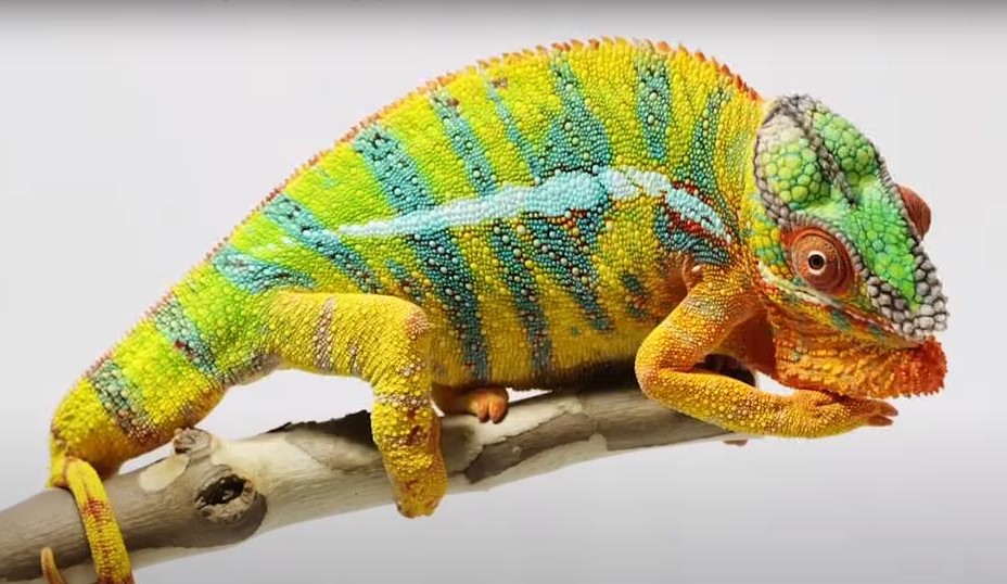 You are currently viewing How Do You Keep Plants Alive in a Chameleon Cage?: Green Oasis Secrets