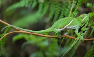 Read more about the article How Do You Know If Your Chameleon is Stressed? Spot Signs Now!