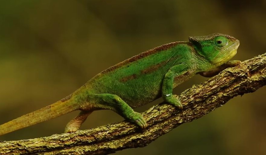 You are currently viewing What Do Chameleons Like in Their Cage? Essential Comforts Revealed
