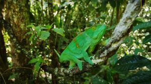 Read more about the article What is Normal Behaviour of Chameleon? Unveiled Secrets