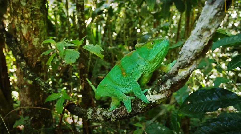 You are currently viewing What is Normal Behaviour of Chameleon? Unveiled Secrets