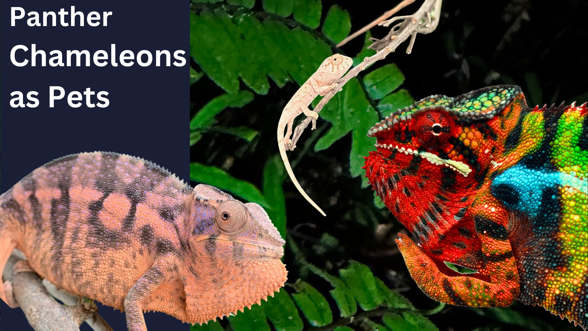 Read more about the article Can Chameleons Die from Stress? Discover the Surprising Truth!