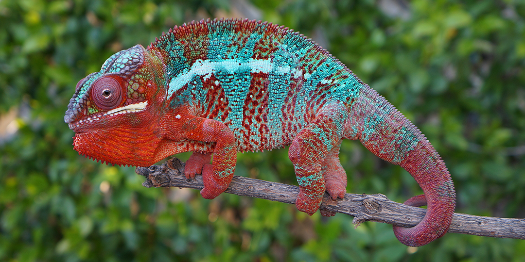 You are currently viewing How Big Do Panther Chameleons Get: Size Secrets!