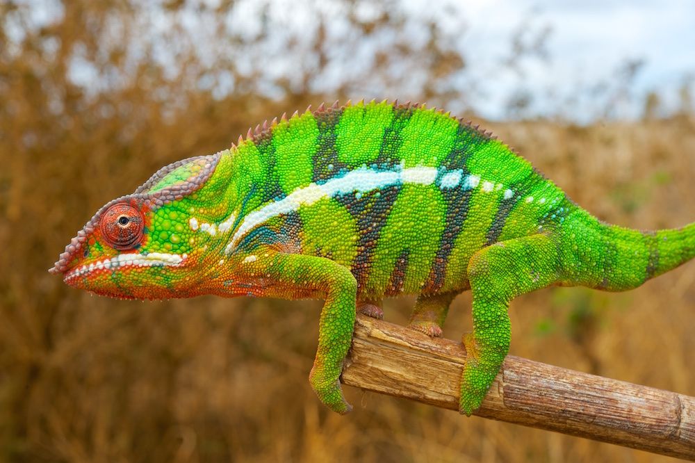 You are currently viewing How Big Do Veiled Chameleons Get: Size Secrets Unveiled