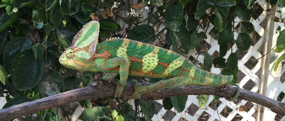 You are currently viewing How Fast Do Panther Chameleons Grow? Size Timeline Revealed!