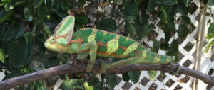 Read more about the article How Long for a Veiled Chameleon to Mature? Growth Insights
