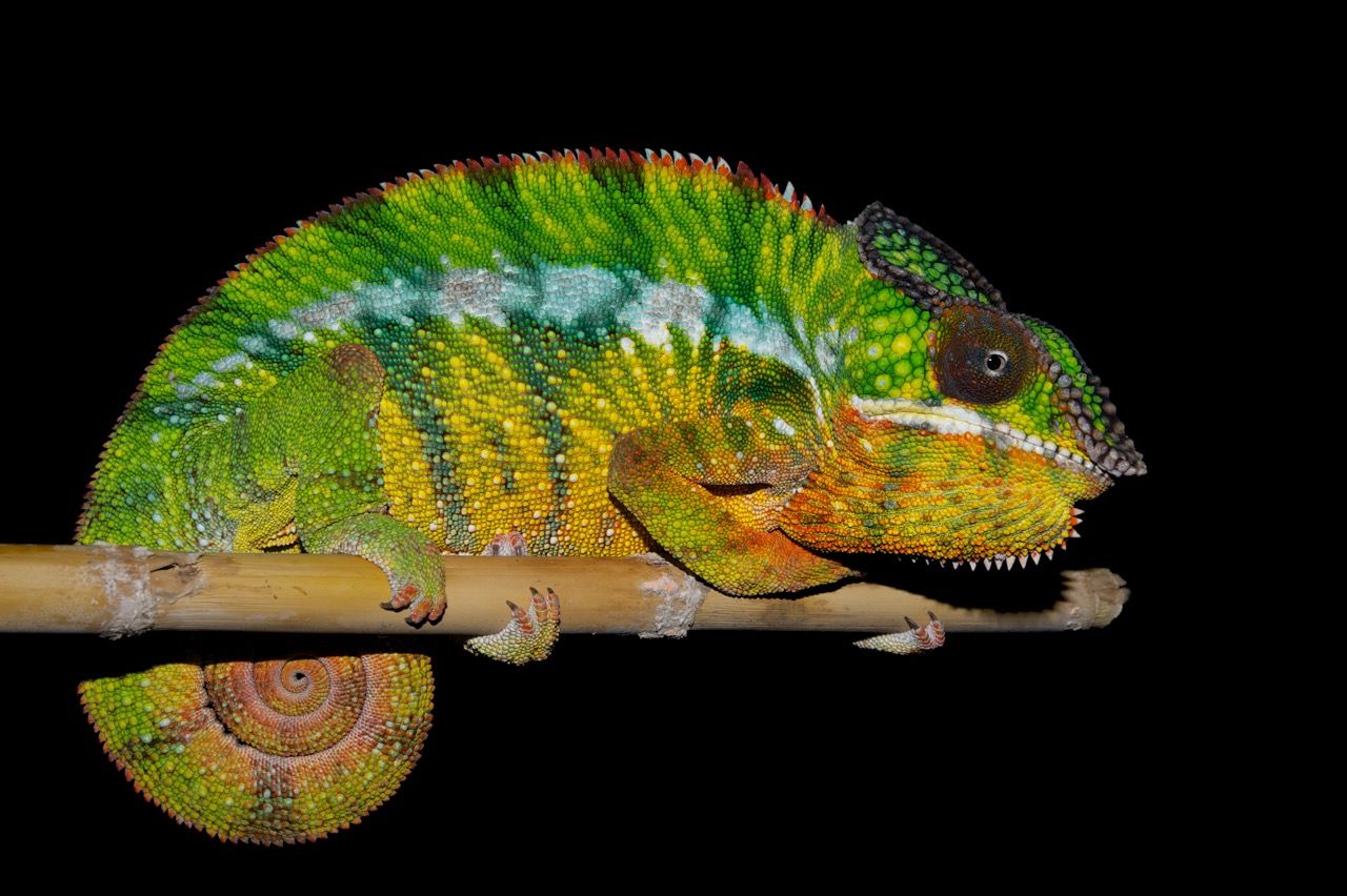 You are currently viewing What Cells Allow Chameleons to Change Color? Unveiled Secrets!