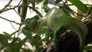Read more about the article Horned Chameleon Care: Mysteries Unveiled!