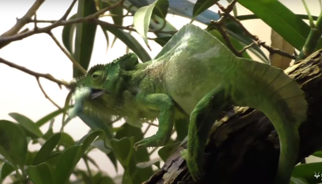 You are currently viewing Horned Chameleon Care: Mysteries Unveiled!