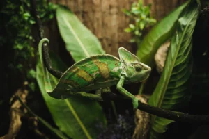 Read more about the article Best Cage for Veiled Chameleon: Top Habitat Picks!