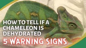 Read more about the article What Does a Dehydrated Chameleon Look Like?