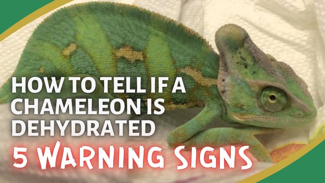 You are currently viewing What Does a Dehydrated Chameleon Look Like?
