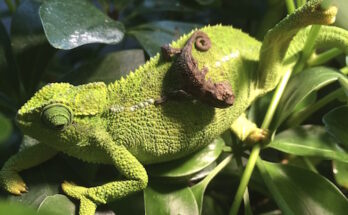 Can Chameleon Eggs Be Left in the Enclosure to Hatch?