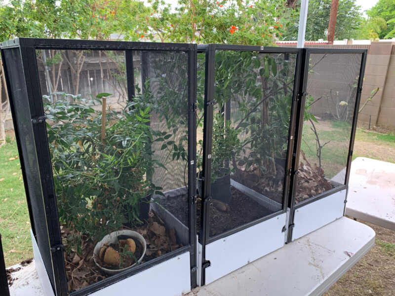 Can I Keep a Chameleon Cage Outdoors?