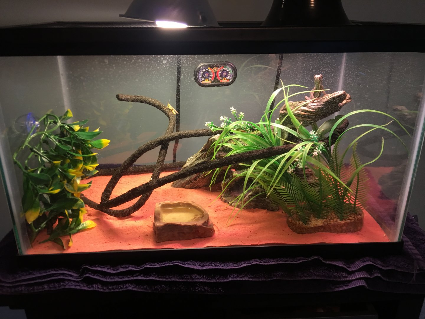 Can I Use a Glass Tank for a Chameleon?