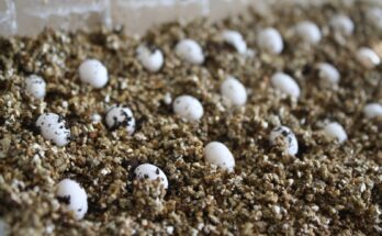 How Deep Should Chameleon Eggs Be Buried in the Incubation Substrate?