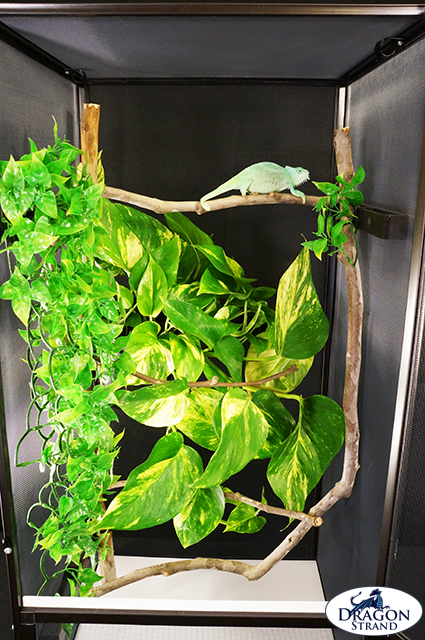 How Do I Create a Naturalistic Environment in a Chameleon Cage?