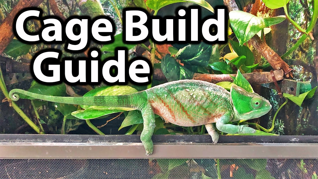 How Do I Decorate My Chameleon'S Cage?