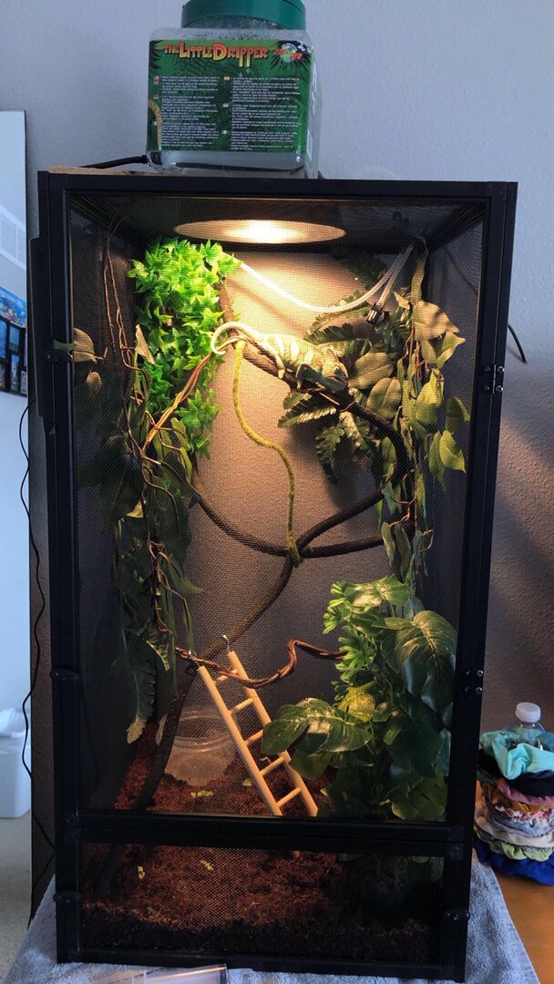 How Do I Maintain Proper Humidity in a Chameleon Cage?