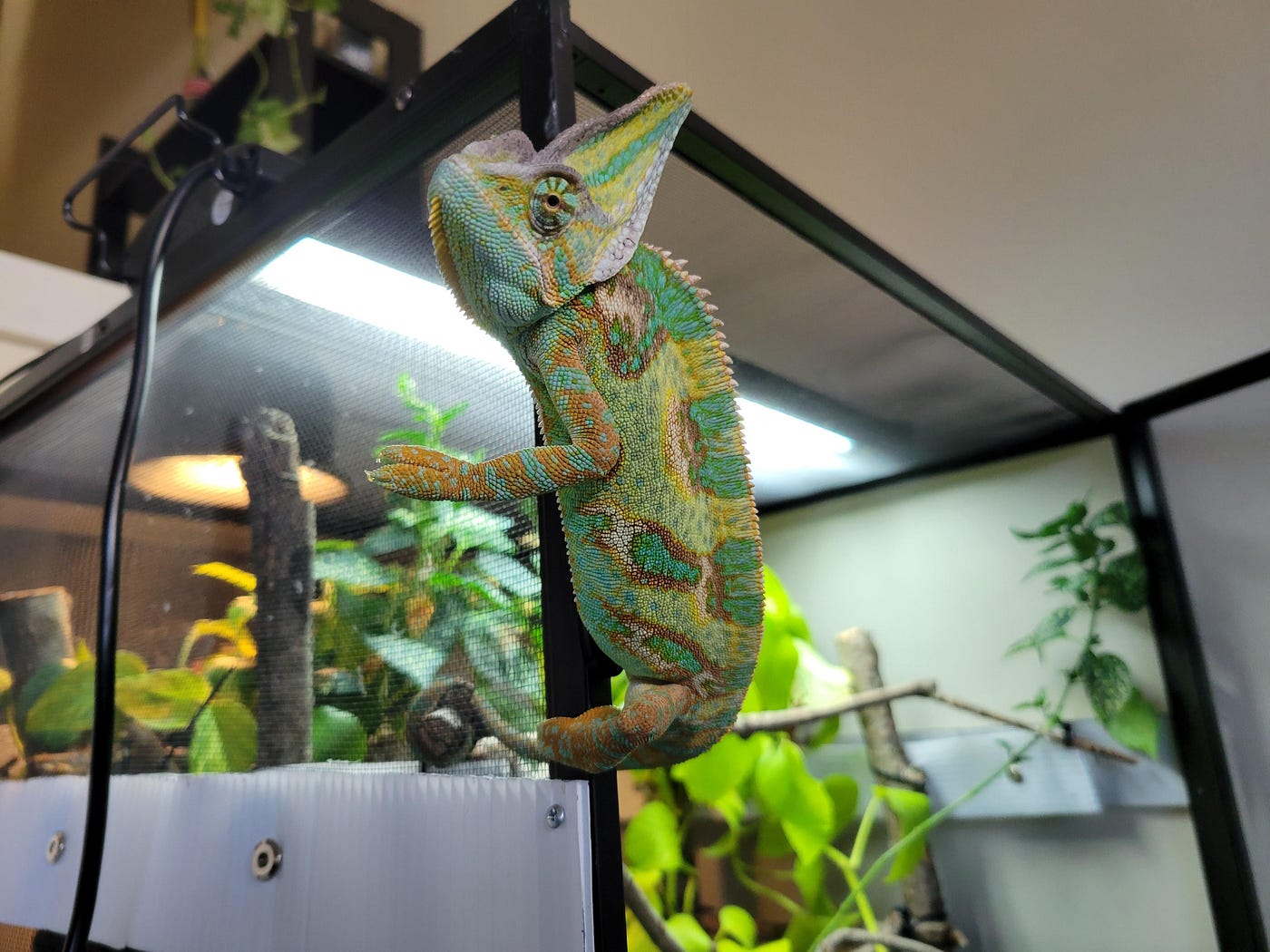 How Do I Prevent My Chameleon from Escaping Its Cage?