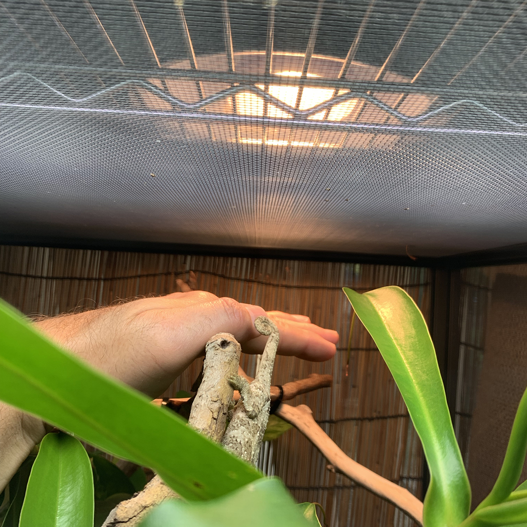 How Do I Set Up a Basking Spot in a Chameleon Cage?