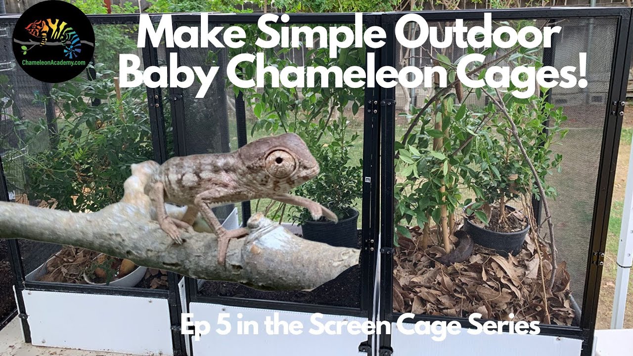 How Do I Set Up a Chameleon Cage for a Baby Chameleon?