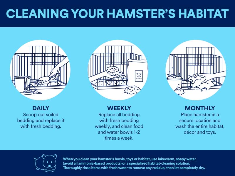 How Often Should I Clean My Chameleon'S Cage?