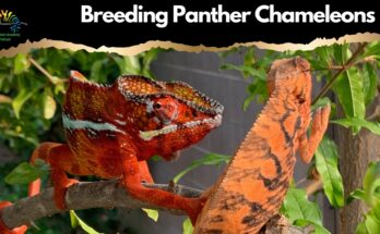 How Should Chameleon Eggs Be Stored If They Cannot Be Incubated Immediately?