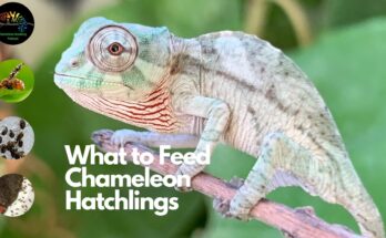 How Should I Care for Newly Hatched Chameleons?