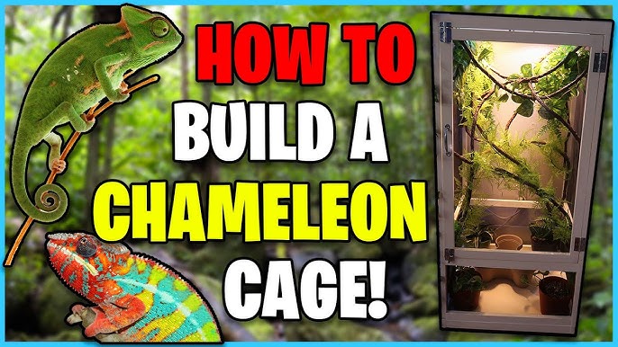 What are the Best Cage Designs for a Chameleon?