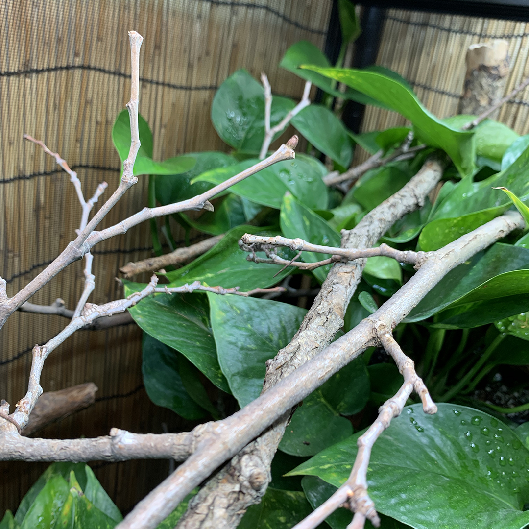 What are the Best Types of Branches for a Chameleon Cage?