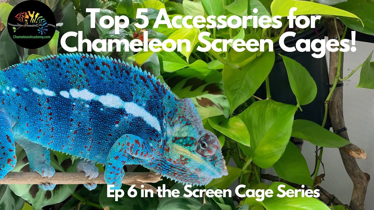 What are the Essential Accessories for a Chameleon Cage?