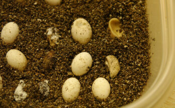 What Should I Do If My Chameleon Eggs Start Molding?