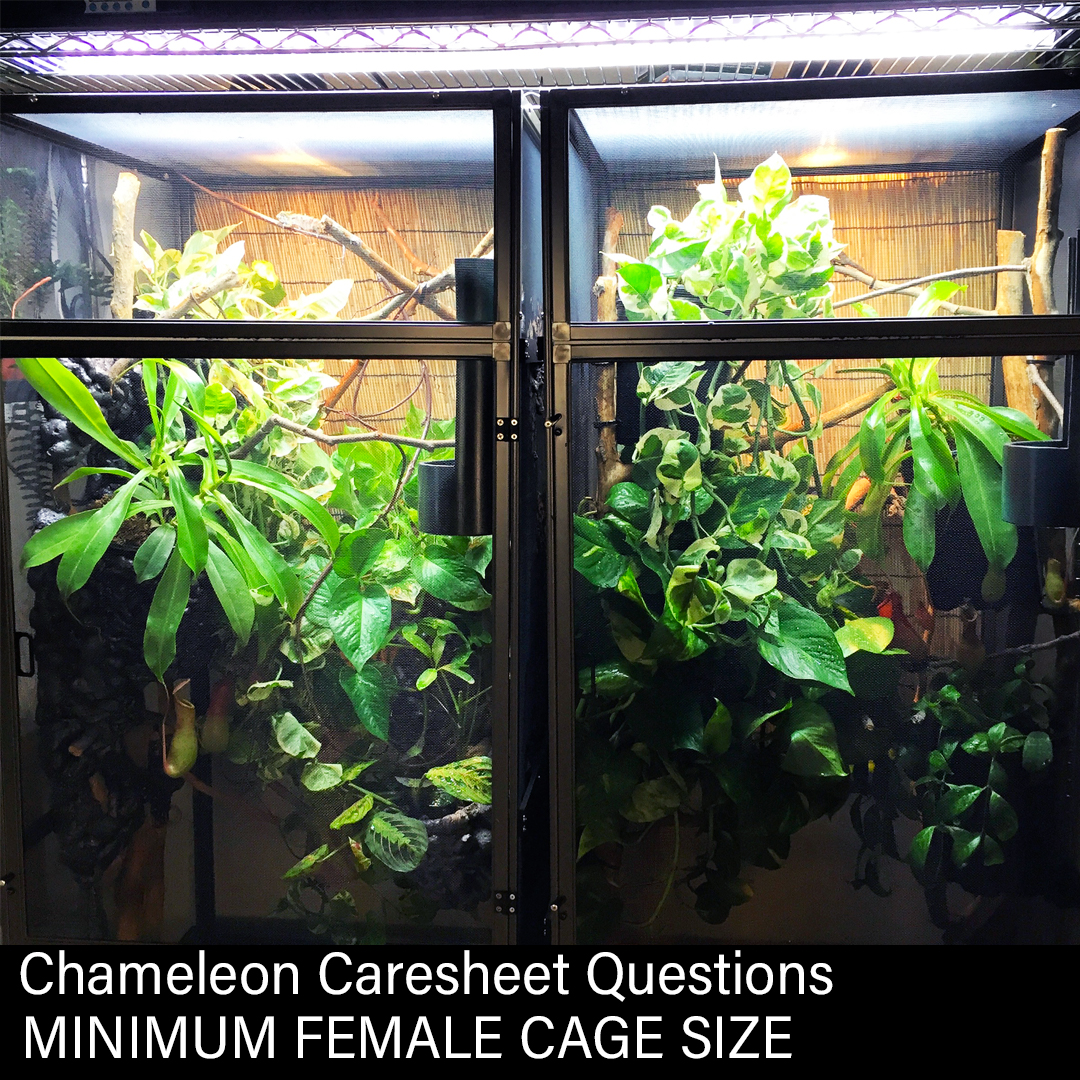 What Size Cage Does a Chameleon Need?